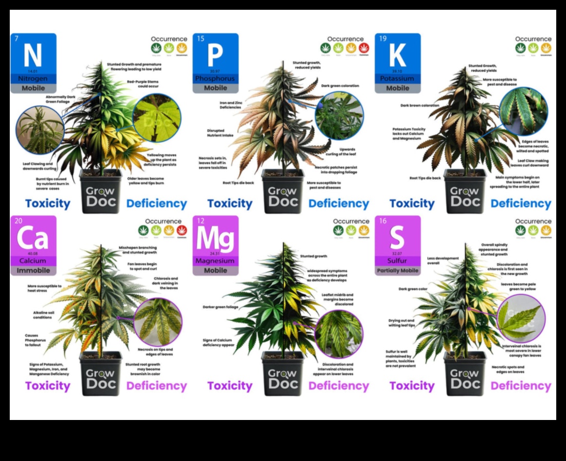 בניית חוסן: אסטרטגיות למלחמה במחסור בתזונה