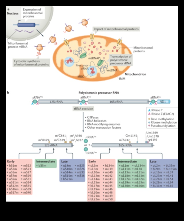 המנגנון המולקולרי: הבנת ביוכימיה תזונתית