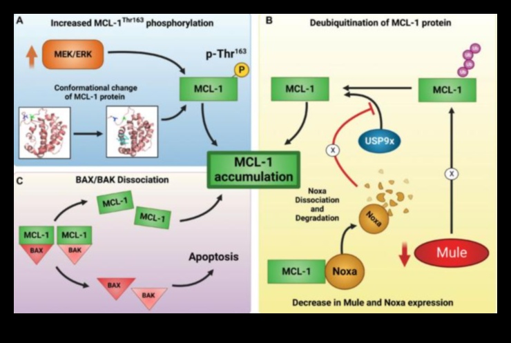 המנגנון המולקולרי: הבנת ביוכימיה תזונתית