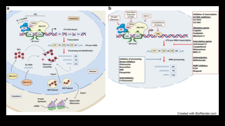 המנגנון המולקולרי: הבנת ביוכימיה תזונתית