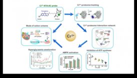 המנגנון המולקולרי: הבנת ביוכימיה תזונתית