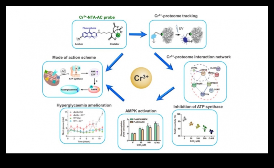 המנגנון המולקולרי: הבנת ביוכימיה תזונתית