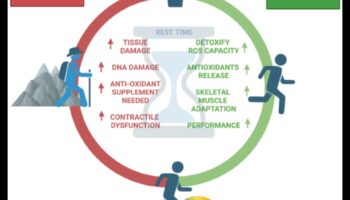 נוגדי חמצון נחשפו: חושפים את הסודות לביצועים שיא